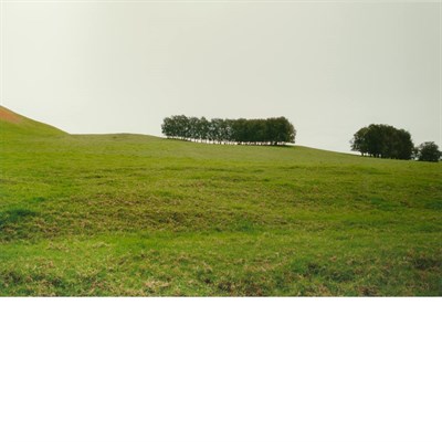 Lot 586 - MAYES, ELAINE (b. 1936) Kohala Trees, Island...