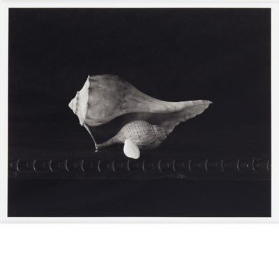 Lot 20 - MELLOR, DOUGLAS (b. 1947) Gift of Shells 2003....