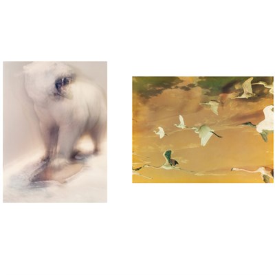 Lot 515 - HAYDEN, JACQUELINE (b. 1950) Two photographs....