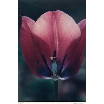 Lot 127 - RUBIN, DAN Pink Tulip July 1991. Color coupler...