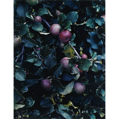 Lot 141 - PORTER, ELIOT (1901-1990) Apples, Great Spruce...