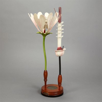 Lot 712 - German Scientific Botany Model Height 20 inches.