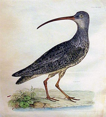 Lot 63 - Prideaux John Selby CURLEW; GLOSSY IBIS, YOUNG;...