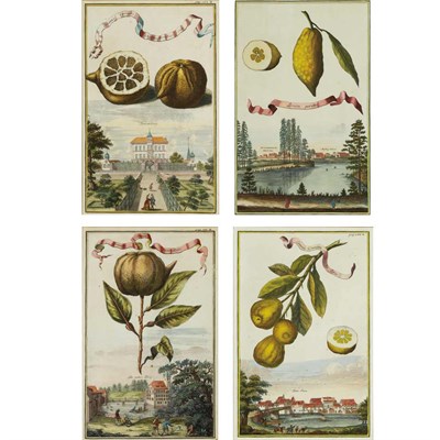 Lot 221 - Johann Christoph Volckamer (1644-1720) [CITRUS...