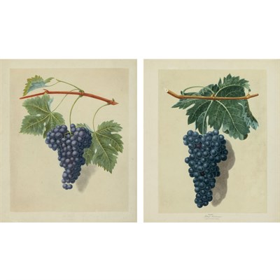Lot 224 - After George Brookshaw (b. 1751-1823) [GRAPE...
