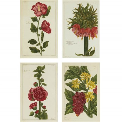 Lot 354 - Pierre Joseph Buchoz (1731-1807) [FLOWER...
