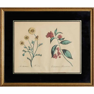 Lot 118 - L.W. Smith [FLOWER STUDIES] Six hand-colored...