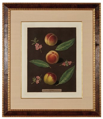 Lot 117 - After George Brookshaw [FRUIT STUDIES] Four...