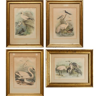 Lot 49 - Artist Unknown [BIRD STUDIES] Four color...