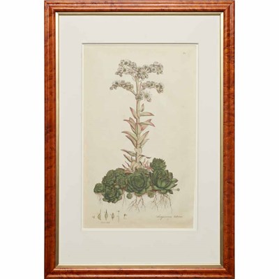 Lot 116 - After Johann Weinmann [PLANT STUDIES] Two hand-...