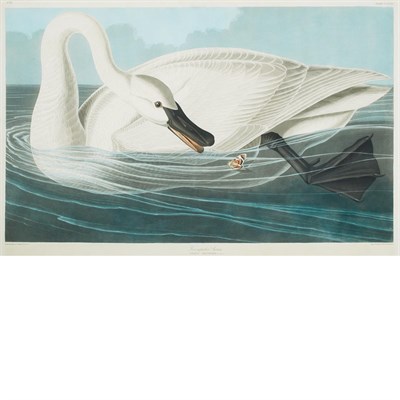 Lot 100 - After John James Audubon TRUMPETER SWAN...